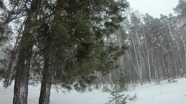 Very heavy snowfall in the winter forest.