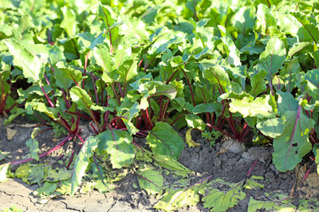 View of beetroot field on sunny day