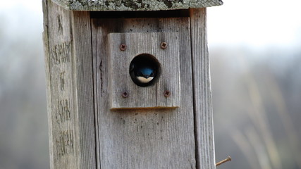 Tree Swallow
