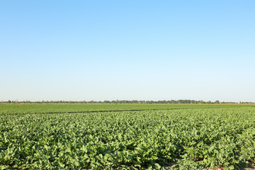 Fototapeta na wymiar View of beetroot field on sunny day