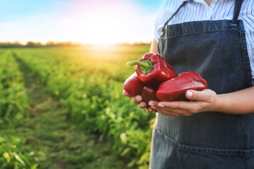 Female farmer with gathered bell peppers in field
