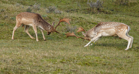 Fallow deer in nature during mating season in autumn colors