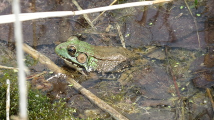 bull frog