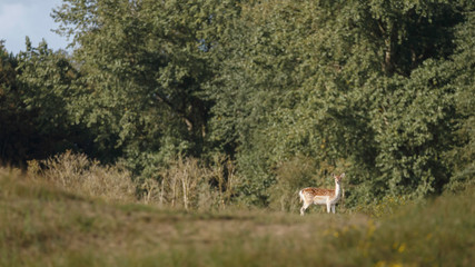 Obraz na płótnie Canvas Fallow deer in nature during mating season in autumn colors