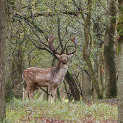 Fallow deer in nature during mating season in autumn colors