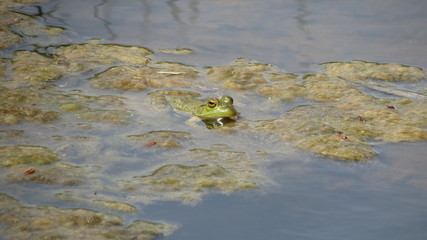 Bull Frog