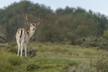 Fallow deer in nature during mating season in autumn colors