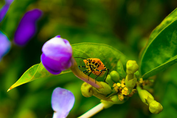 insect in a flower