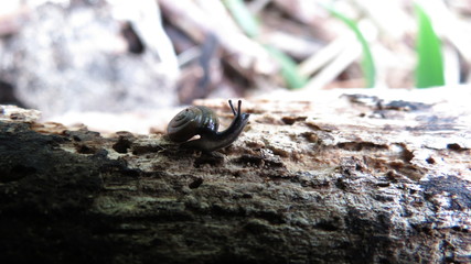 Tiny Snail
