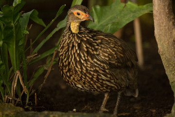 Yellow-necked spurfowl, yellow-necked francolin (Pternistis leucoscepus).