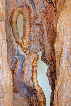 The detail of big modern old wood decorative cherry tree sculpture - turnk.