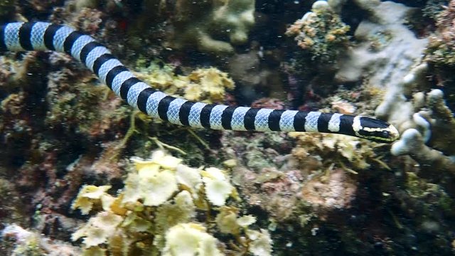 Banded sea krait (Laticauda colubrina) swims between corals to hunt for food, close up. Moalboal, Cebu, Philippines.
