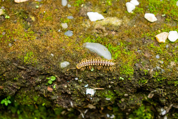 insect