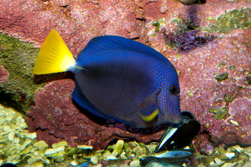 The Purple tang,  yellowtail tang (Zebrasoma xanthurum).