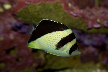 Fototapeta na wymiar The Burgess' Butterflyfish (Chaetodon burgessi).