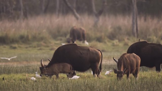Indian Bison Feeding on Grass with a calf in slow motion