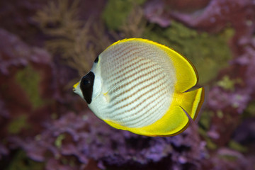 Fototapeta na wymiar Schooling Eye-patch Butterflyfish (Chaetodon adiergastos).