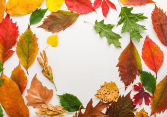 Frame made of beautiful autumn leaves on white background