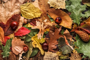 Beautiful autumn leaves as background