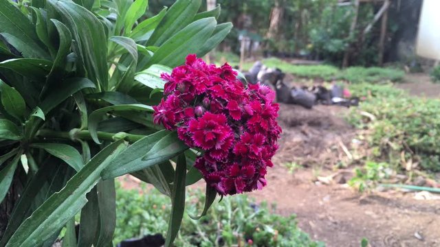 purple carnation flower blown by the wind