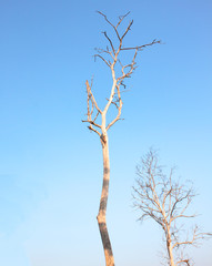 Dry dead trees