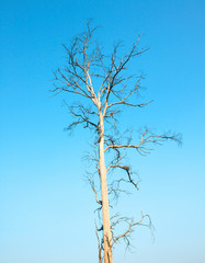 Dry dead trees