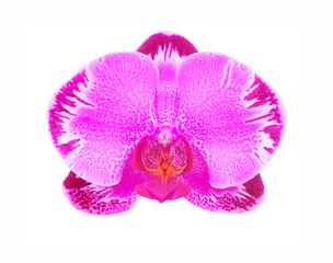 Fototapeta na wymiar pink flower orchid on white background