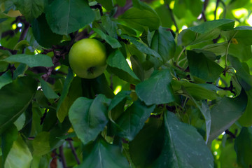 one green apple on an apple tree in Ottawa, Canada close view