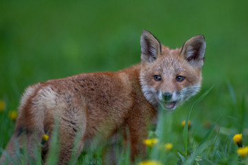 キタキツネの子供