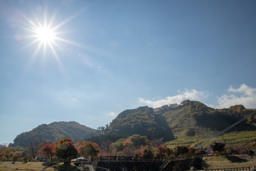 Fototapeta premium もみじ谷大吊橋