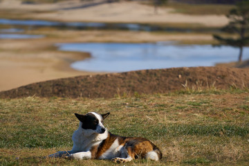 the dog basks on the grass. lake Baikal