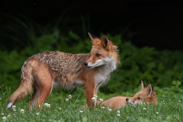 キタキツネの親子