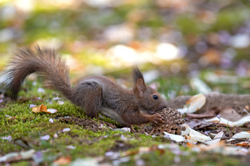 エゾリスの子供