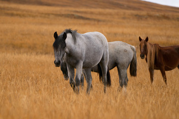horses graze in the field. Russia.