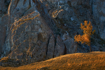 autumn. tree on a holomne on the shore of rocks lake Baikal.