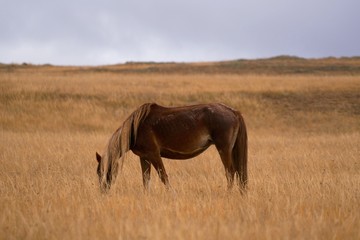 Naklejka na ściany i meble horses graze in the field. Russia.