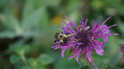 Even a Dying Flower Attracts Bees