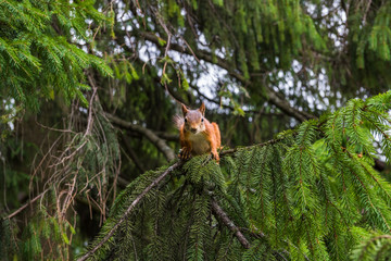 Squirrel sits on a branch of spruce and watches