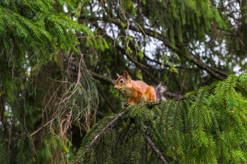 Squirrel sits on a branch of spruce and looks away