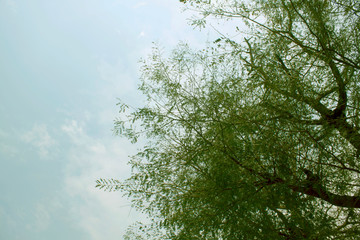 Green leaf and tamarind tree branches on sky background