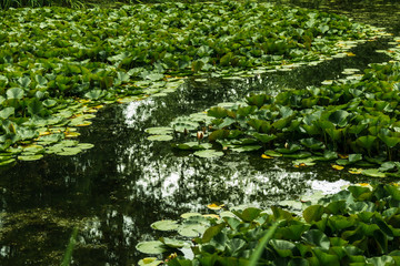 a lot of water lilies in the pond