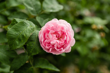 one rose around green leaves with dew drops