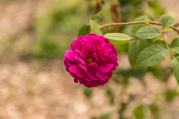 rose on a stem with thorns
