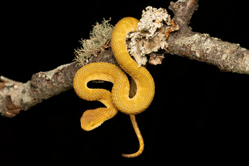 Venomous Bush Viper Snake 