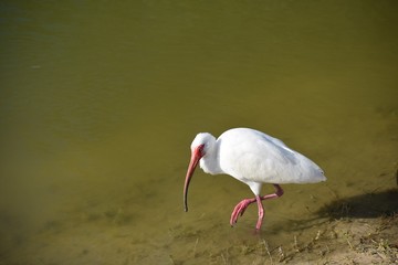 white ibis bird in the wild