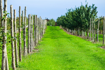 Obraz premium Rows of apple trees for picking, Vergers & Cidrerie Denis Charbonneau, Quebec, Canada