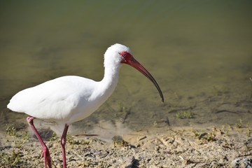 white ibis bird in the wild