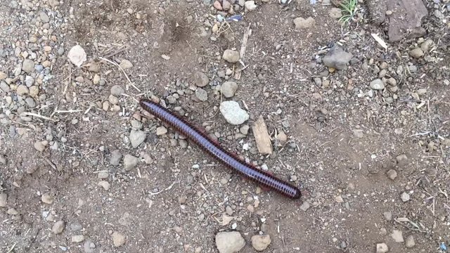 a centipede walking on the ground