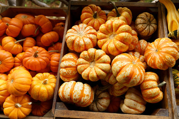Small yellow and orange fall pumpkins on display at a farmers market.