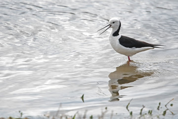 Black-winged stitl calling